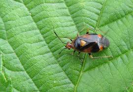 Attēlu rezultāti vaicājumam “Deraeocoris ruber”