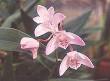240px-Dendrobium-kingianum.jpg