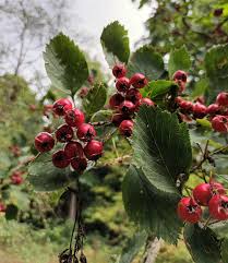 Attēlu rezultāti vaicājumam “Crataegus macracantha flower”