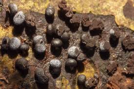 Attēlu rezultāti vaicājumam “Badhamia capsulifera macro”