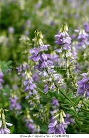 Attēlu rezultāti vaicājumam “Galega orientalis bud”