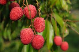 Image result for Litchi chinensis