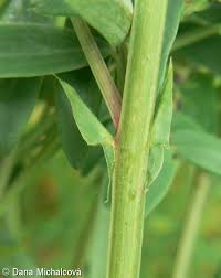 Attēlu rezultāti vaicājumam “Lathyrus niger leaf”