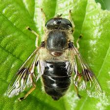 Attēlu rezultāti vaicājumam “Eristalis sp.”