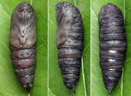 Attēlu rezultāti vaicājumam “Laothoe amurensis”