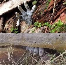 Attēlu rezultāti vaicājumam “Rosellinia desmazieri spores”