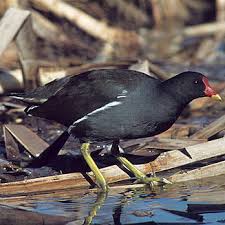 Image result for Gallinula chloropus