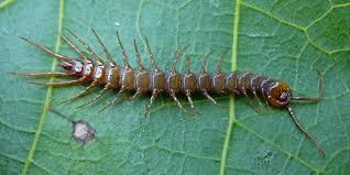 Attēlu rezultāti vaicājumam “Lithobius forficatus”