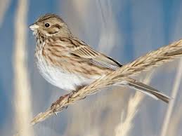 Image result for Emberiza leucocephalos