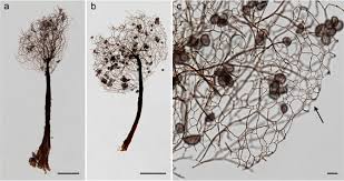 Attēlu rezultāti vaicājumam “Diderma hemisphaericum stalked”