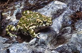 Attēlu rezultāti vaicājumam “Pseudepidalea viridis adult”