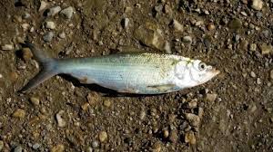 Image result for Alosa chrysochloris