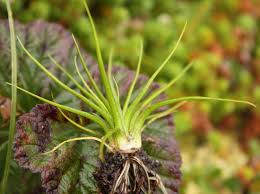 Attēlu rezultāti vaicājumam “Isoetes echinospora”