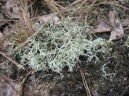 Attēlu rezultāti vaicājumam “Cladonia rangiferina”