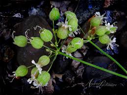 Attēlu rezultāti vaicājumam “Silene vulgaris bud”