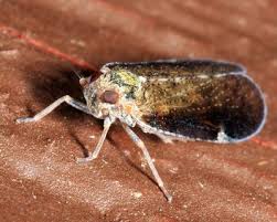 Attēlu rezultāti vaicājumam “Cixius sp.”