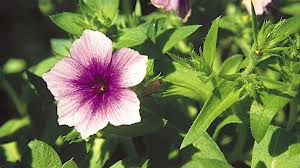 Image result for Phlox drummondii