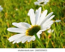 Attēlu rezultāti vaicājumam “Leucanthemum vulgare flower”