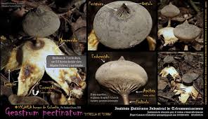 Attēlu rezultāti vaicājumam “Geastrum pectinatum”