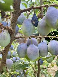 Attēlu rezultāti vaicājumam “Prunus domestica subsp. domestica”