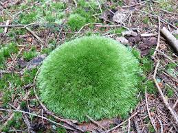 Attēlu rezultāti vaicājumam “Leucobryum glaucum”