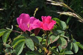 Attēlu rezultāti vaicājumam “Rosa villosa fruit”