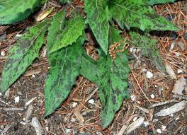 Attēlu rezultāti vaicājumam “Hieracium vulgatum”