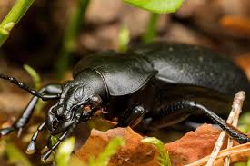 Attēlu rezultāti vaicājumam “Carabus coriaceus”