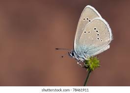 Attēlu rezultāti vaicājumam “Cyaniris semiargus”