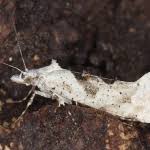 Attēlu rezultāti vaicājumam “Ypsolopha asperella”