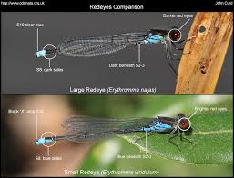 Attēlu rezultāti vaicājumam “Erythromma najas”