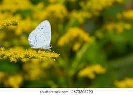 Attēlu rezultāti vaicājumam “Celastrina argiolus female”
