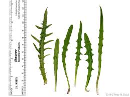 Attēlu rezultāti vaicājumam “Leontodon autumnalis  leaf”