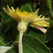 Attēlu rezultāti vaicājumam “Pilosella officinarum leaf”