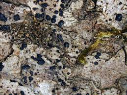 Attēlu rezultāti vaicājumam “Arthonia spadicea”