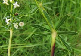 Attēlu rezultāti vaicājumam “Galium trifidum”