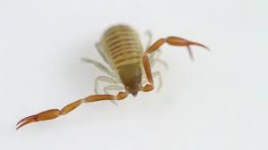 Attēlu rezultāti vaicājumam “Chelifer cancroides”