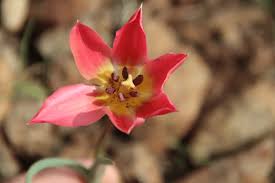 Attēlu rezultāti vaicājumam “Tulipa gesneriana”