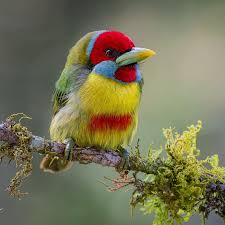 Attēlu rezultāti vaicājumam “Aegolius funereus adult”