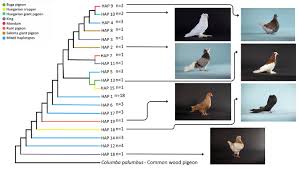 Attēlu rezultāti vaicājumam “Columba livia f. domestica adult”
