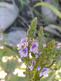 Attēlu rezultāti vaicājumam “Veronica anagallis-aquatica fruit”