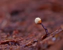 Attēlu rezultāti vaicājumam “Cribraria splendens macro”