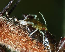 Attēlu rezultāti vaicājumam “Drepanosiphum platanoidis exuvia”