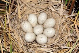 Attēlu rezultāti vaicājumam “Fulica atra eggs”