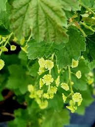 Attēlu rezultāti vaicājumam “Ribes rubrum flower”