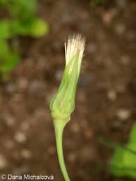 Attēlu rezultāti vaicājumam “Tragopogon pratensis subsp. pratensis bud”