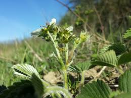 Attēlu rezultāti vaicājumam “Fragaria viridis”