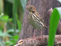 Image result for Anthus gustavi