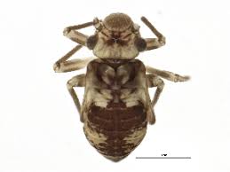 Attēlu rezultāti vaicājumam “Metylophorus nebulosus”