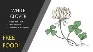 Attēlu rezultāti vaicājumam “Trifolium repens fruit”